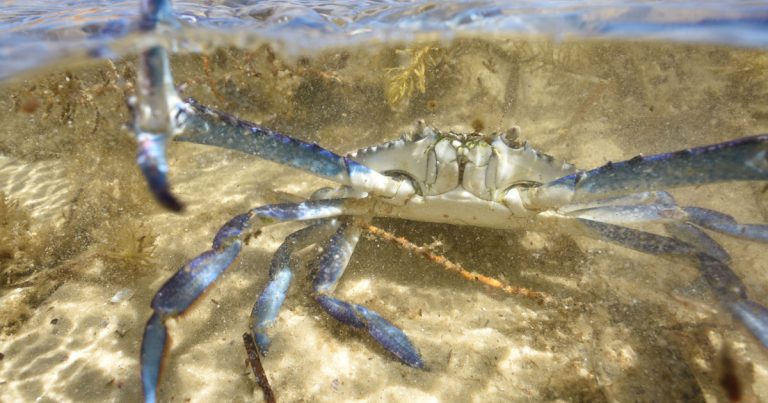 Blue Swimmer Crab season is here in Port Vincent