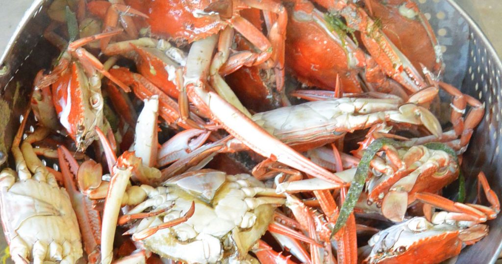 Blue Swimmer Crab season is here: Tips on how to catch them